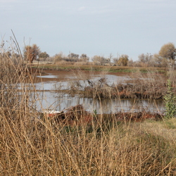 Kings River